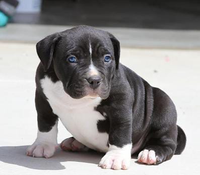 Pitbull Puppies For Sale