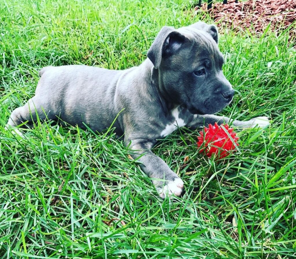 Pitbull Puppies For Sale