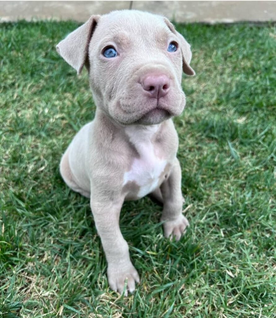 100 Pitbull Puppies For Sale