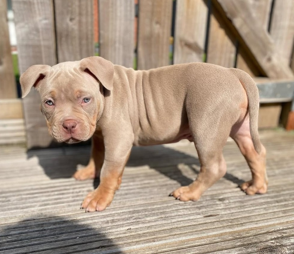 Pitbull Puppies For Sale