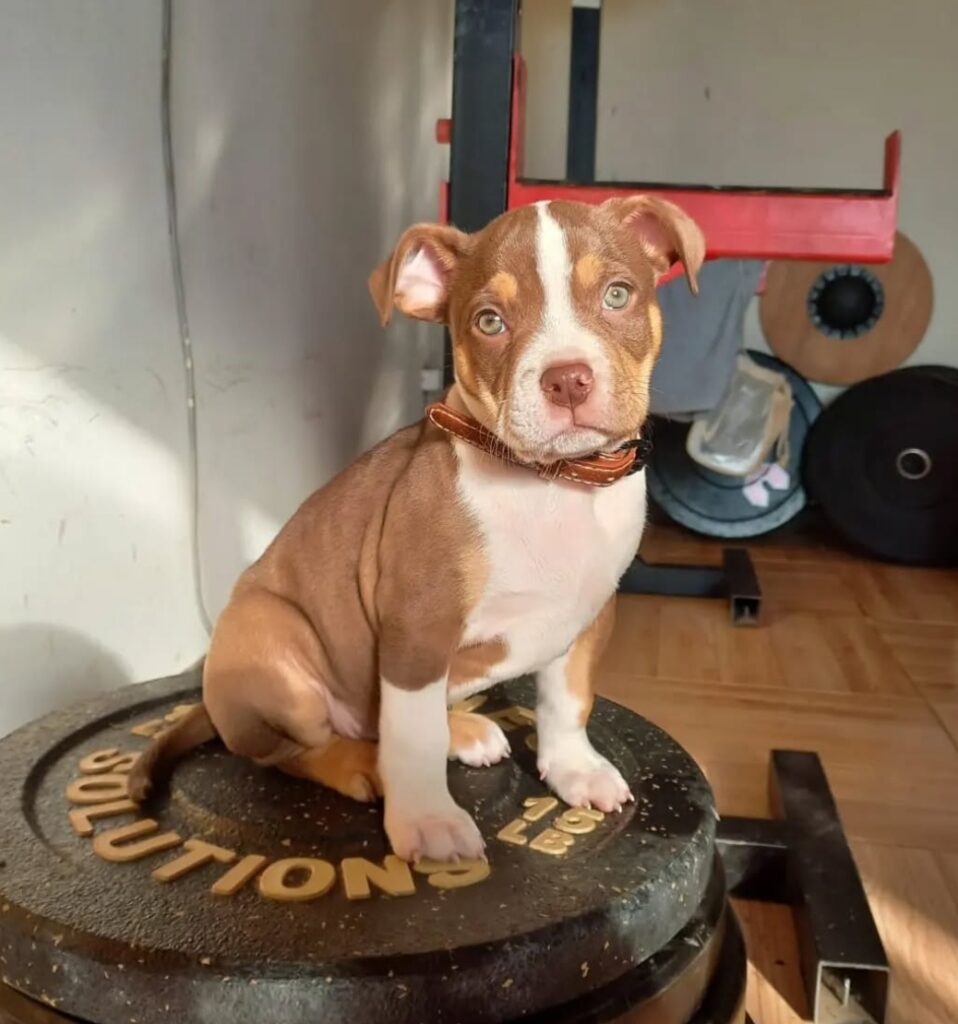 Pitbull Puppies For Sale