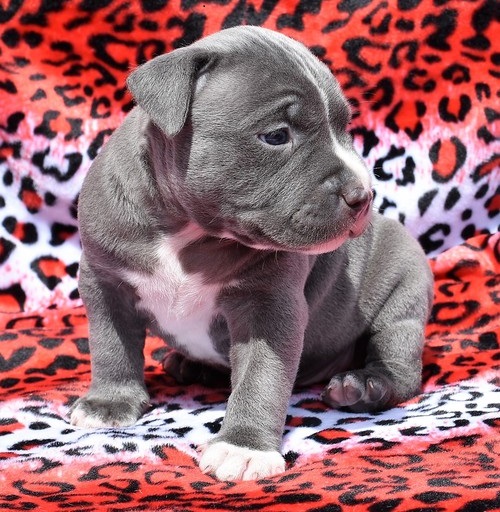 Pitbull Puppies For Sale