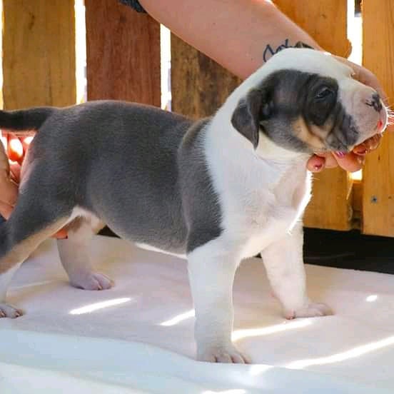 Pitbull Puppies For Sale