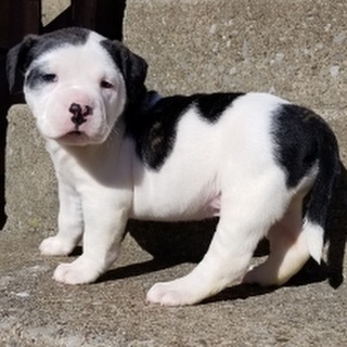 Pitbull Puppies For Sale