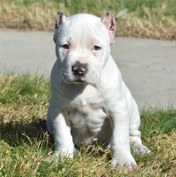 Pitbull Puppies For Sale