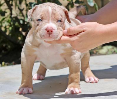 Pitbull Puppies For Sale