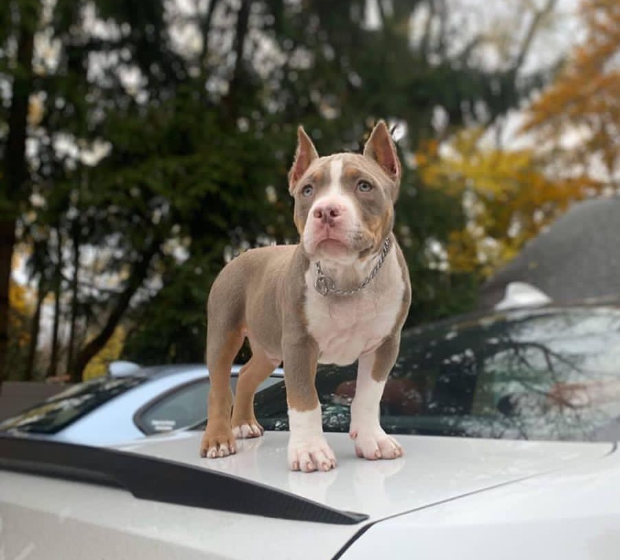 Pitbull Puppies For Sale