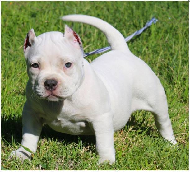 Pitbull Puppies For Sale