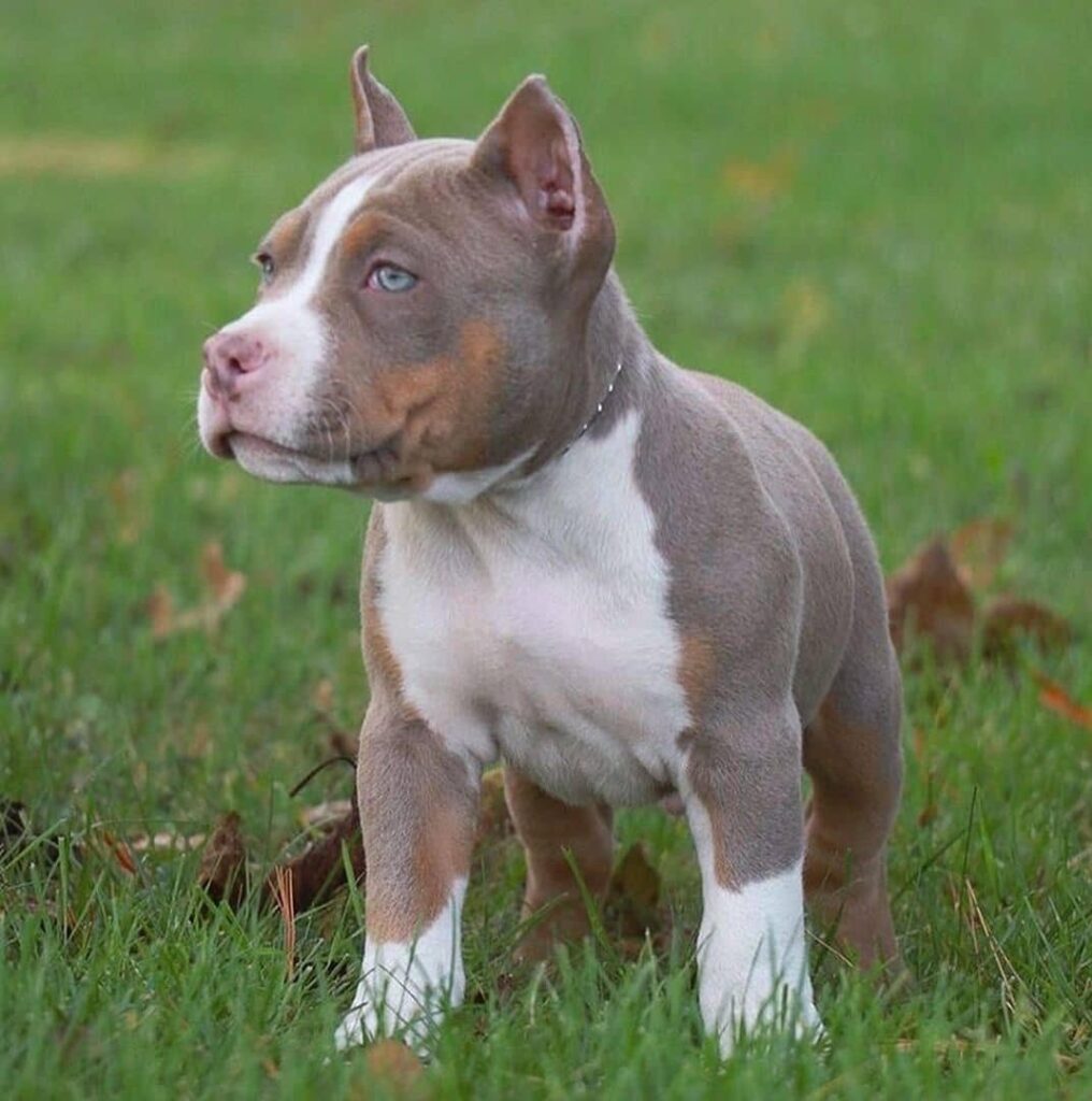 Pitbull Puppies For Sale