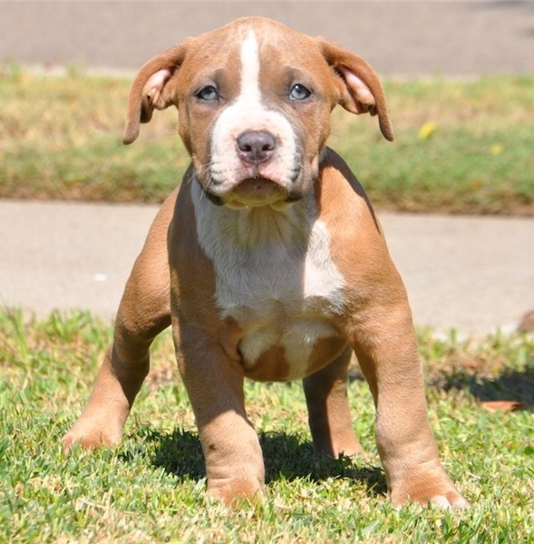 Pitbull Puppies For Sale