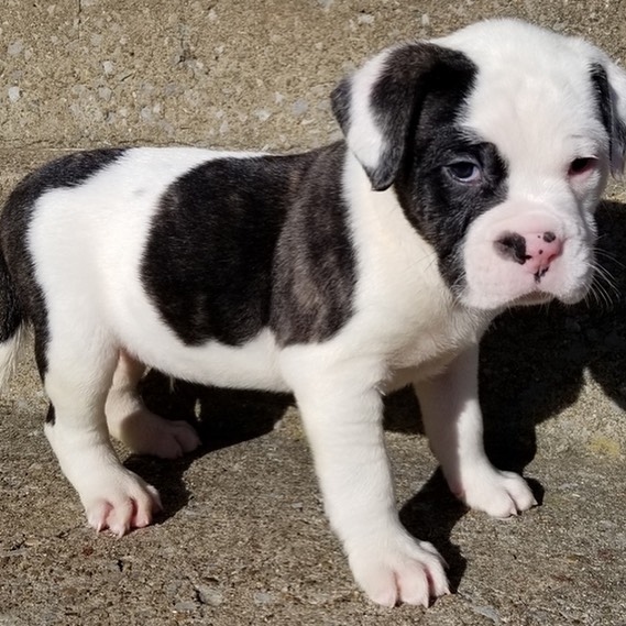 Pitbull Puppies For Sale