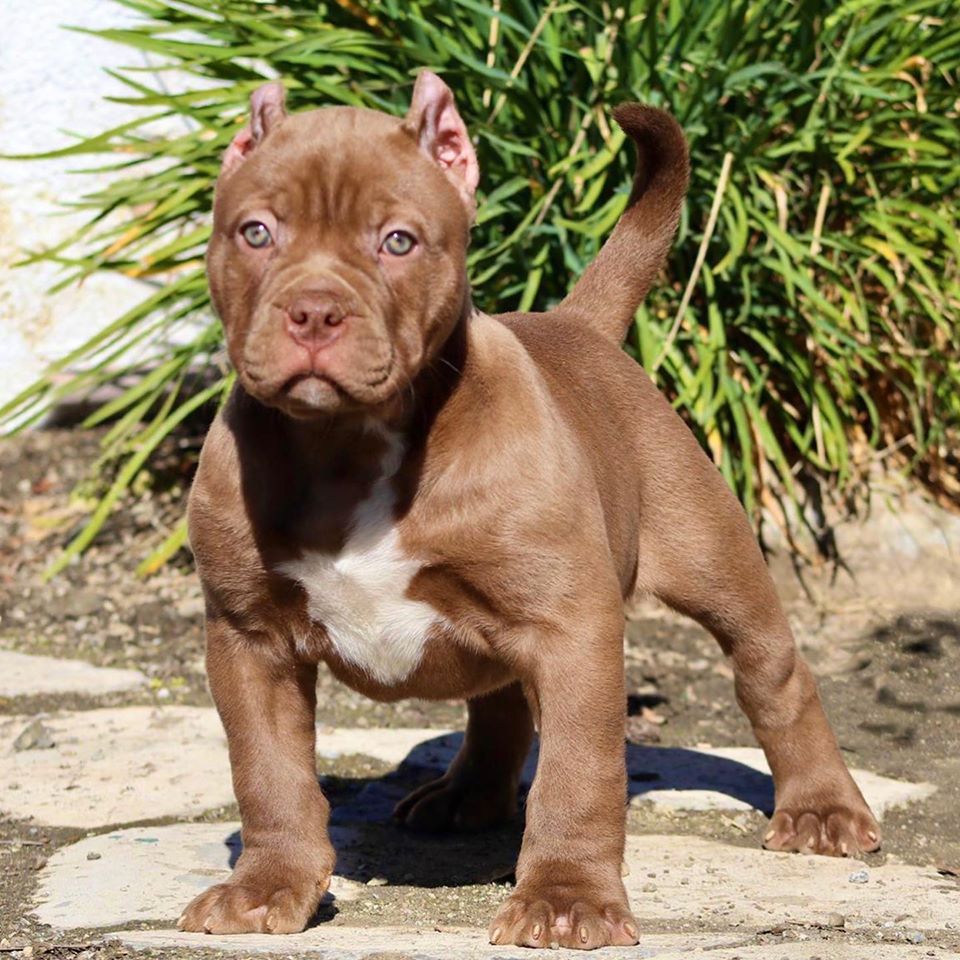 Pitbull Puppies For Sale