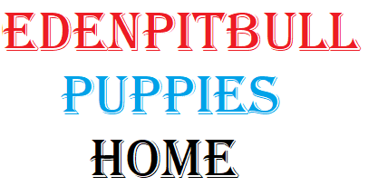 Pitbull Puppies For Sale 